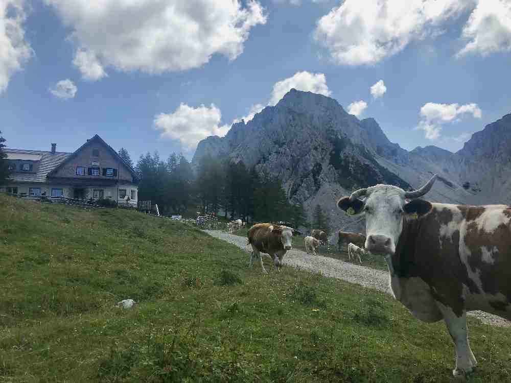 Die Kühe grasen auf der Almwiese rund um die Klagenfurter Hütte