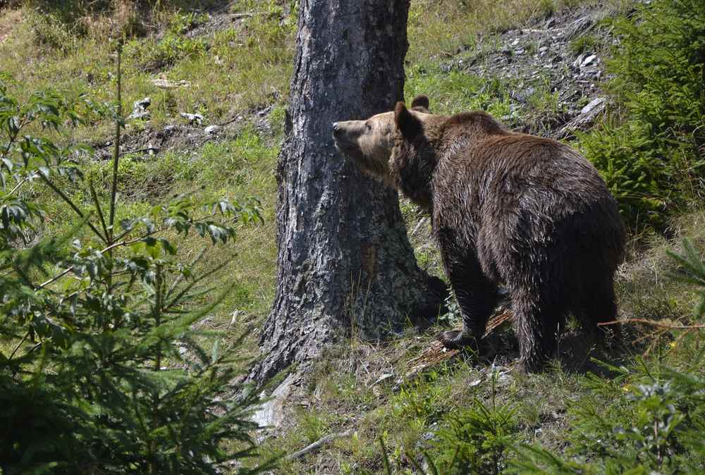 Noch größer ist die Freude, als wir den Bären im Wildpark sehen 