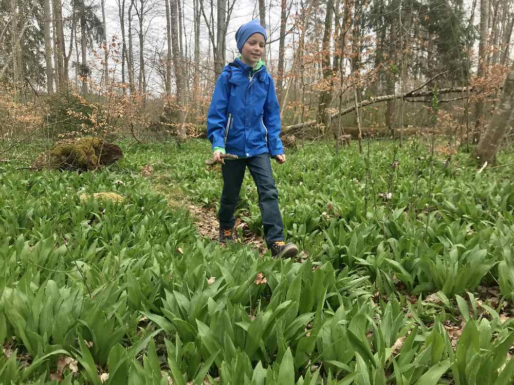 Unsere Bärlauch Wanderung am Starnberger See - Bärlauchplatz St. Heinrich!