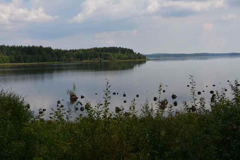 Die bayrische Au am Moldaustausee - hier sind bei Niedrigwasser noch die  Baumstümpfe zu sehen, für den See mussten Bäume gerodet werden 