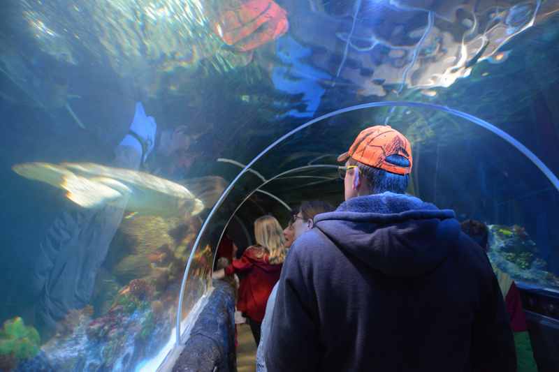 Besucher gehen durch das Aquarium in Konstanz und sehen Haie und Wasserschildkröten