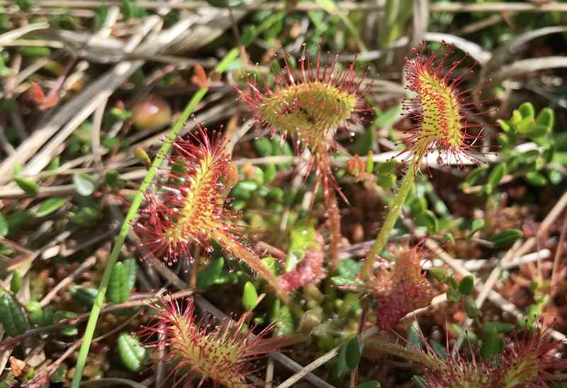  Der Sonnentau im Murnauer Moss - die fleischfressende Pflanze neben dem Bohlenweg 