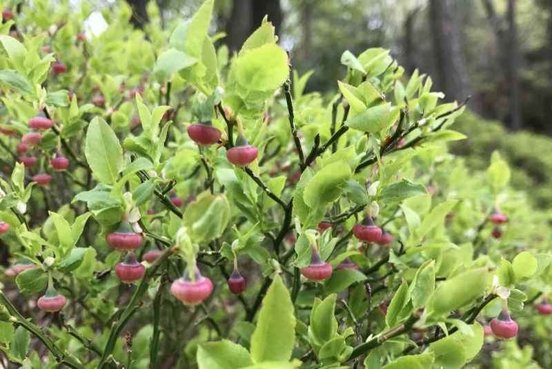 Die Heidelbeeren wachsen schon...