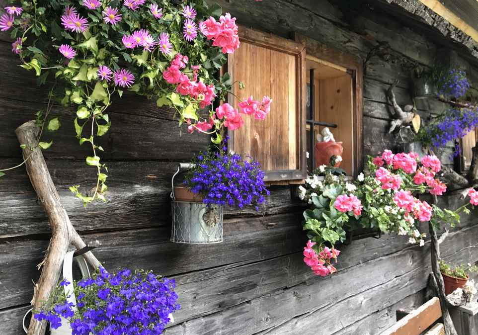 Mit vielen Blumen an der Holzwand der Hütte 