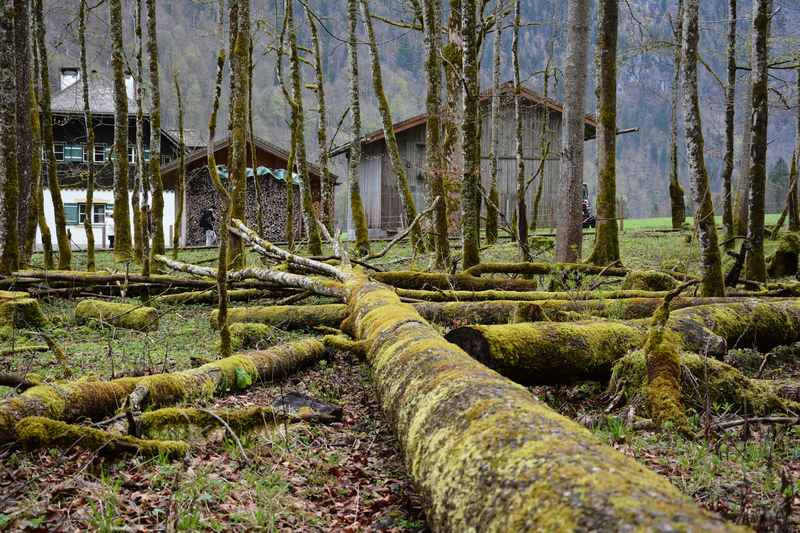 Königssee wandern mit Kindern: Der St. Bartholomä Wanderweg mit den Bäumen zum Balancieren, Nationalpark Berchtesgaden hautnah für Kinder