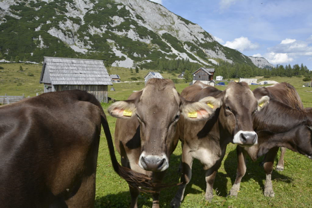 Steiermark wandern mit Kindern - viel Spaß!