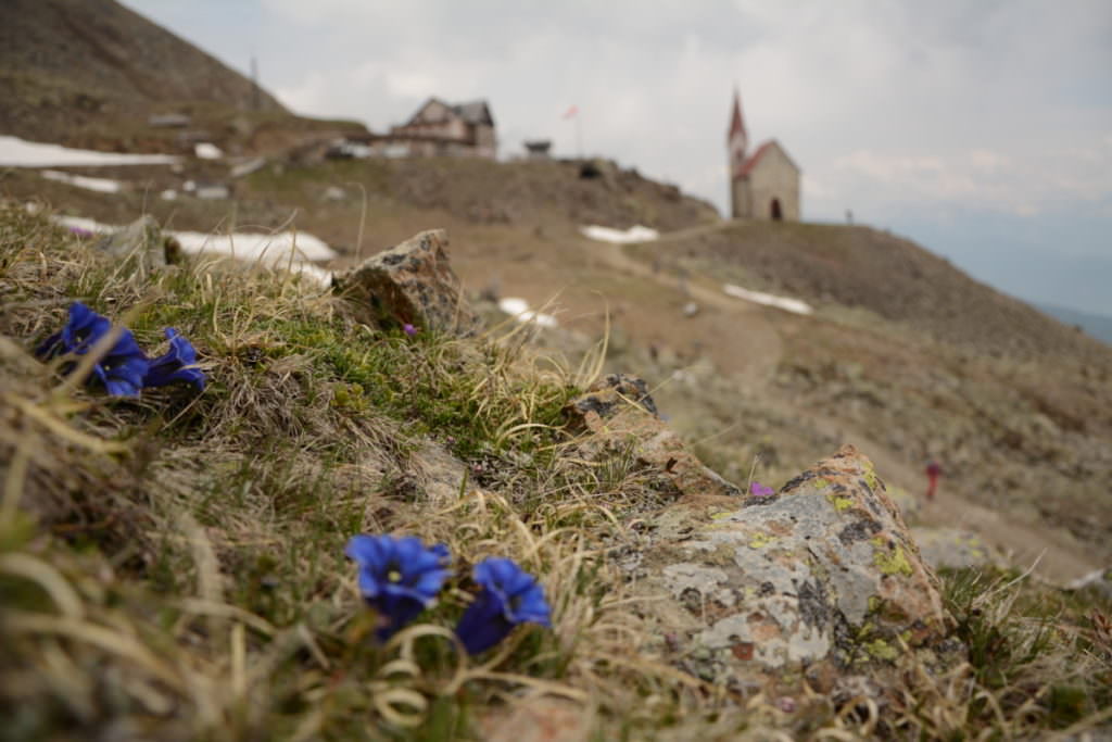 Latzfonser Kreuz - mit der Enzianblüte im Frühling