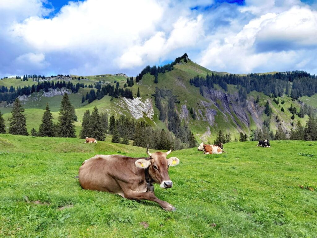 Abwechslungsreicher Tag in den Bergen in Laterns - über die weiten Almen wandern, Spielplätze & Sommerrodelbahn