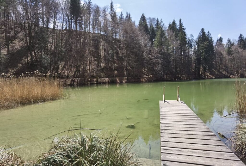 Idyllischer Bergsee im Wald: Der Berglsteiner See