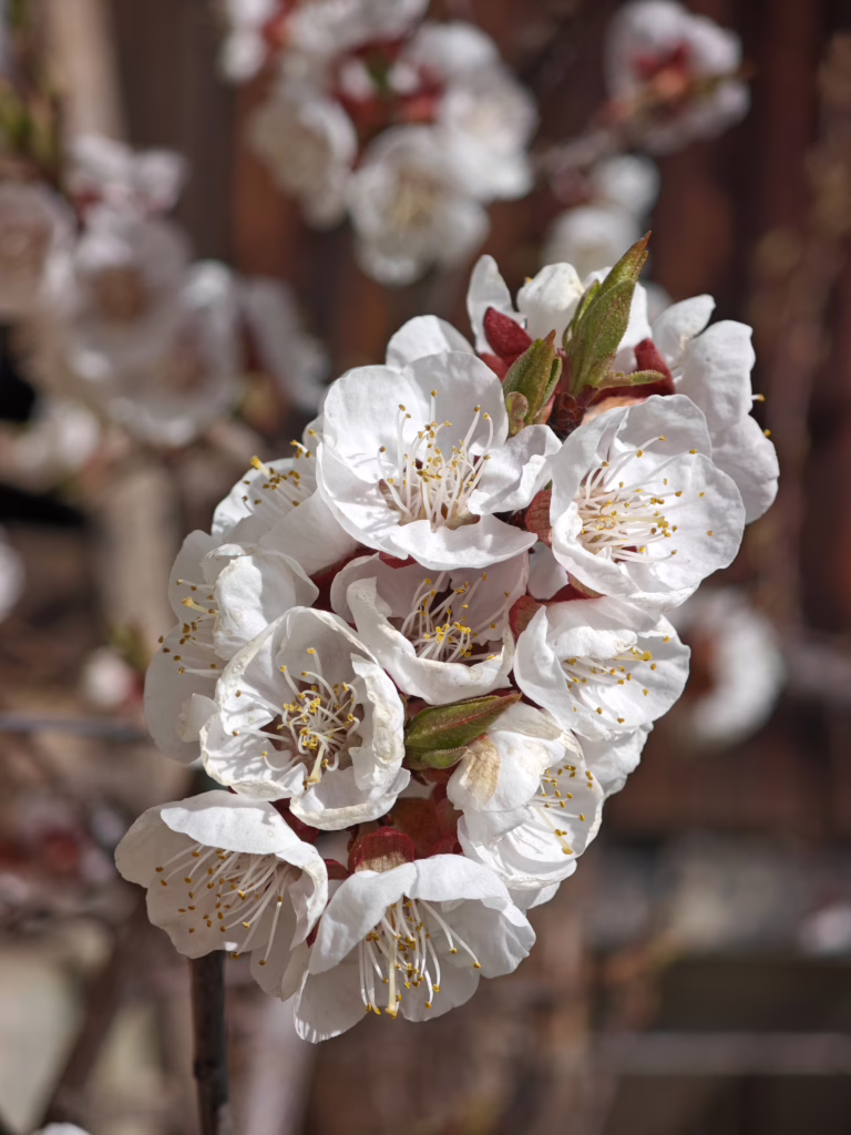 Tipp: Besuch den Apfelweg Natz-Schabs im Frühling, wenn die Bäume blühen