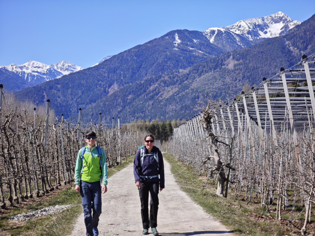 Der Apfelweg Natz-Schabs führt mitten durch die Äpfelbäume