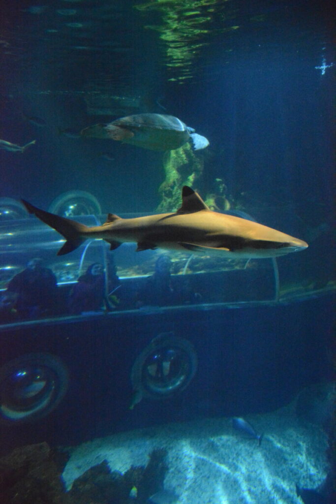 Ausflug ins Aquarium in Baden Württemberg bei Regen