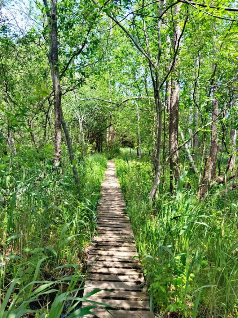 Dieser Bohlenweg führt durch das Bacherner Moos - spannend zum Wandern mit Kindern