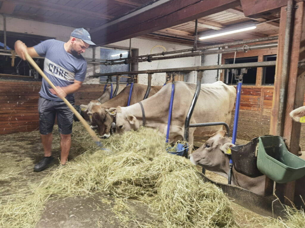 Bauernhofurlaub Südtirol - wir sind im Stall bei Gerhard, während er die Kühe versorgt