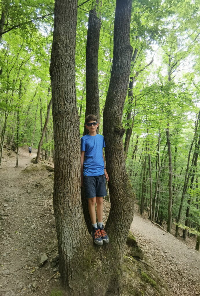 Durch den mystischen Wald Richtung Baybachklamm wandern