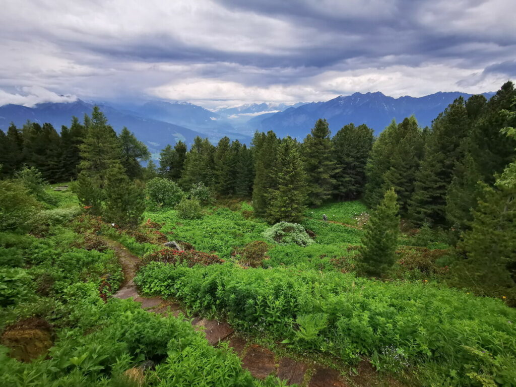 Botanischer Garten Patscherkofel - mittendrin führt der Weg durch die Botanik