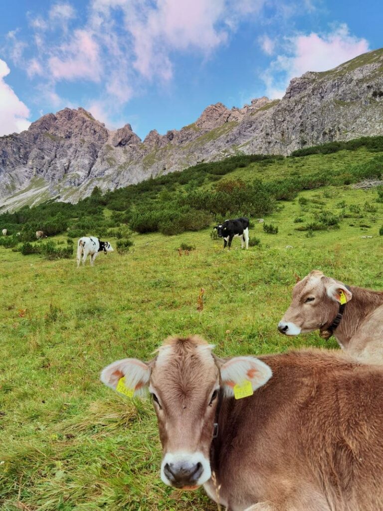 Bei unserer Brandnertal Wanderung treffen wir auch Kühe auf der Almwiese