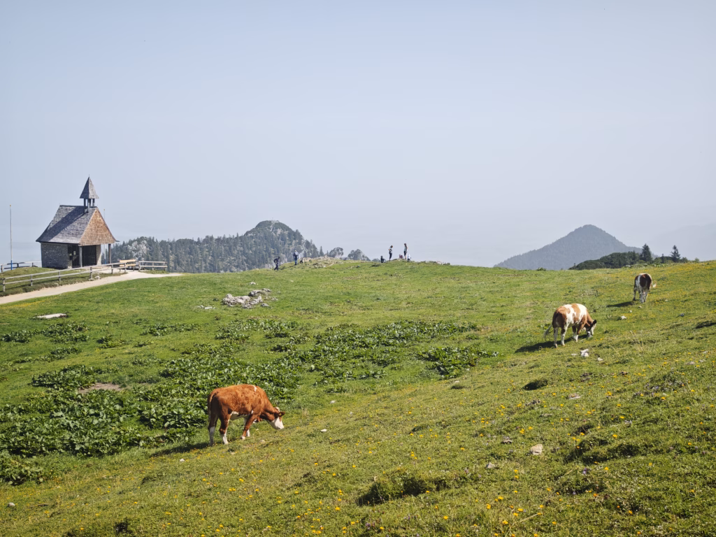 Im Sommer grasen rund um die Kapelle die Kühe - bei gutem Wetter mit Blick auf den Chiemsee