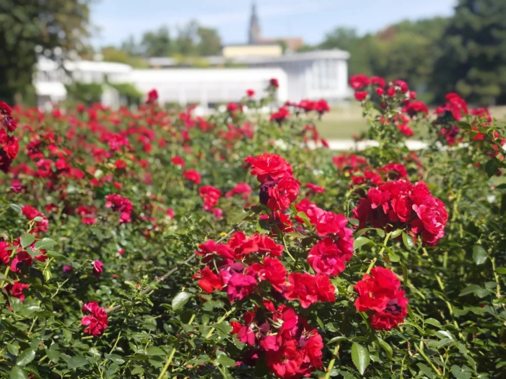 Spaziergang in Coburg mit Kindern durch den Rosengarten - zum Palmenhaus