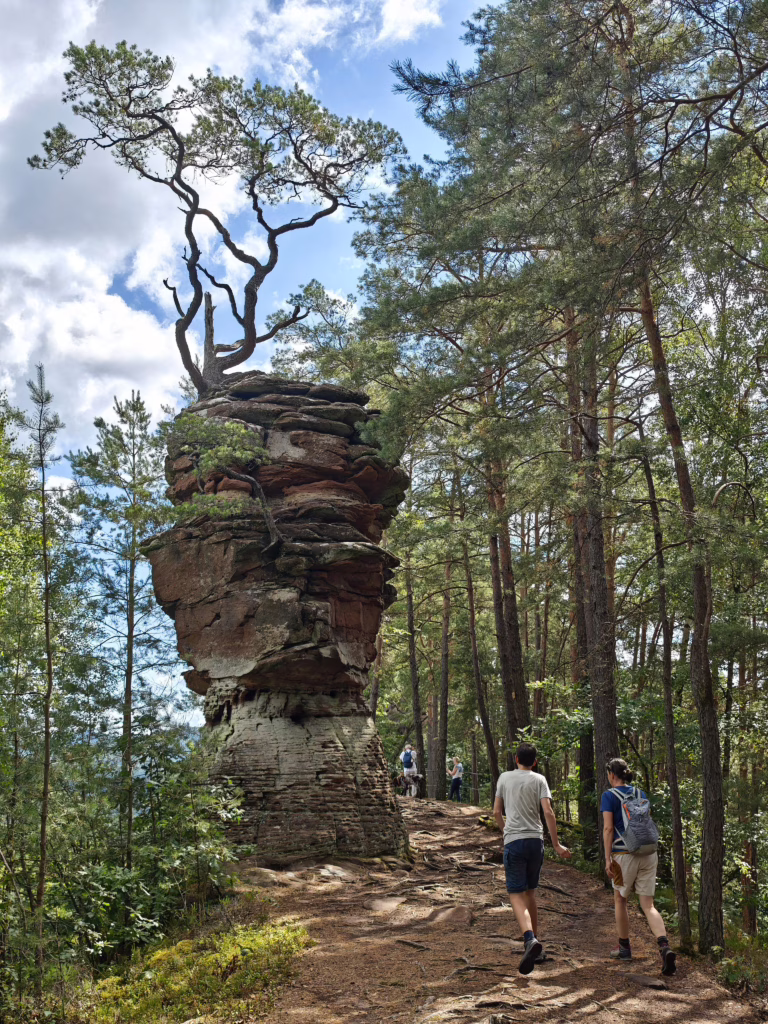 Dahner Felsenpfad - eine der schönsten Touren im Pfälzerwald mit Kindern