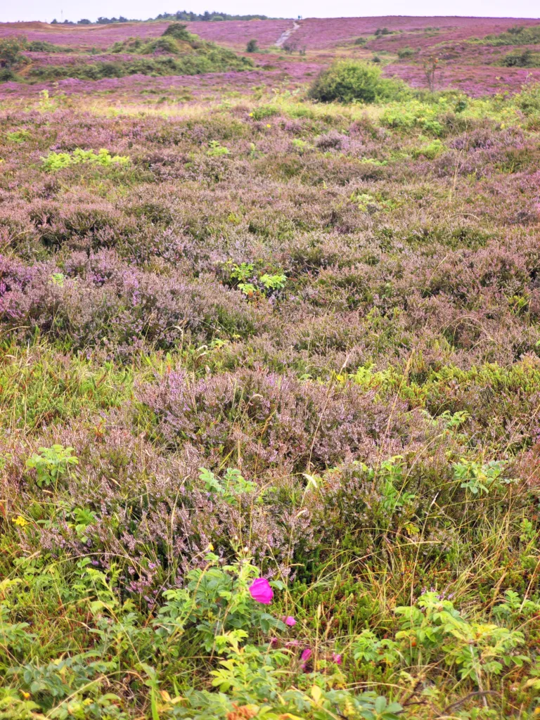 Sylt mit Kindern