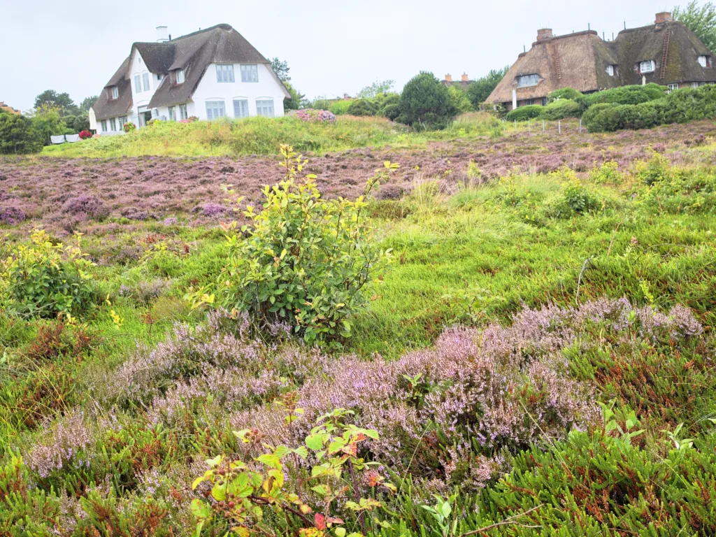 Im Sommer blüht die Braderuper Heide richtig schön rot
