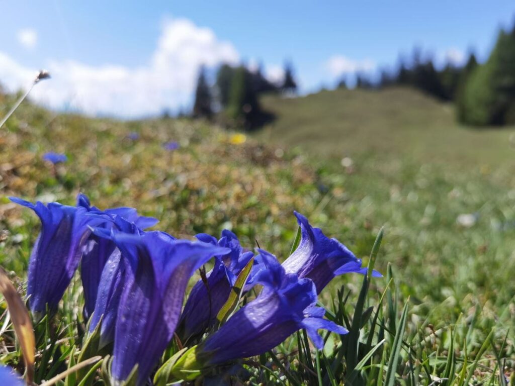 So schön blüht der Enzian in der Wildschönau!