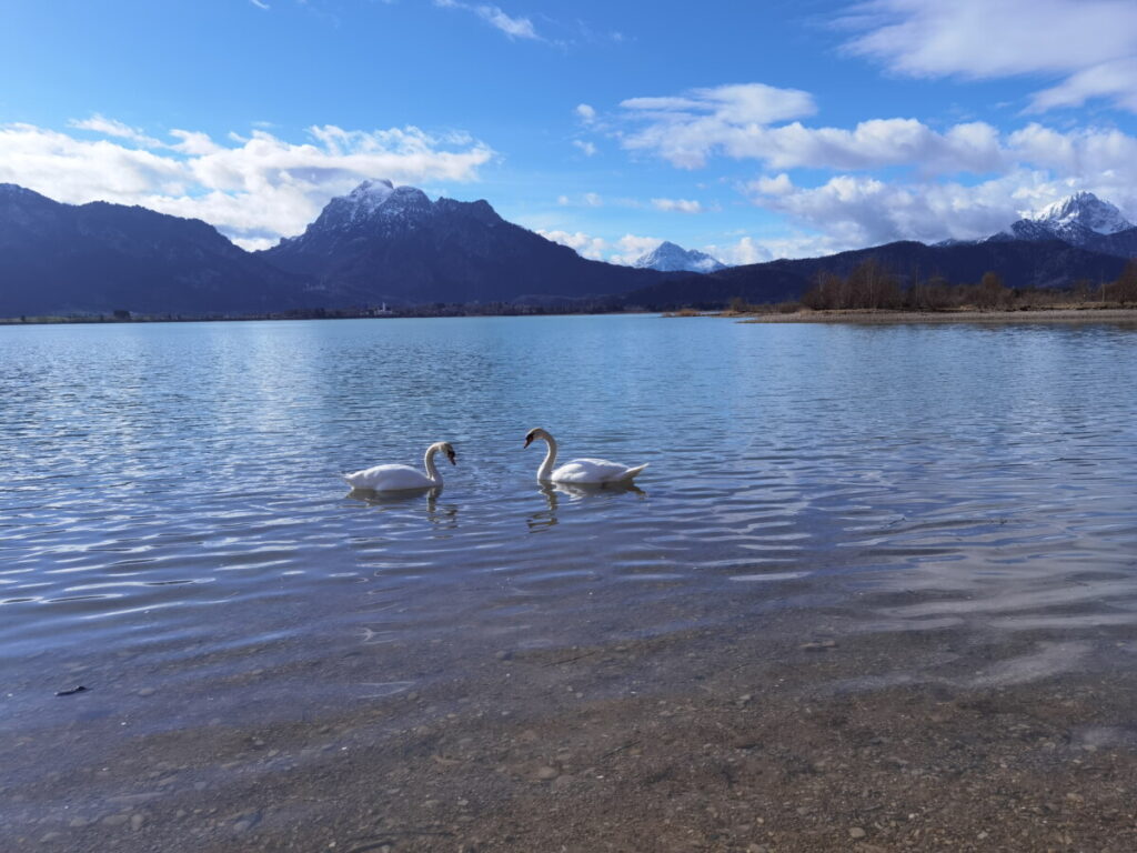 Leichte Wanderung am Forggensee mit Kindern, samt Bergblick