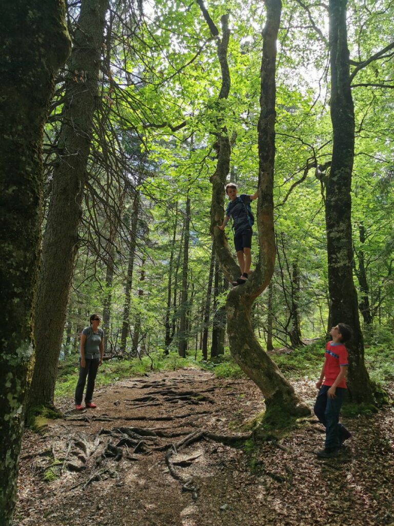 Kleine Klettereinlage am Baum, direkt am Wandersteig zur Gaisalm