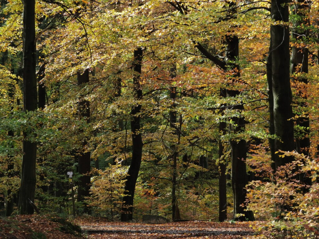 Im Fichtelgebirge wandern und die herbstliche Stimmung des Laubwalds erleben