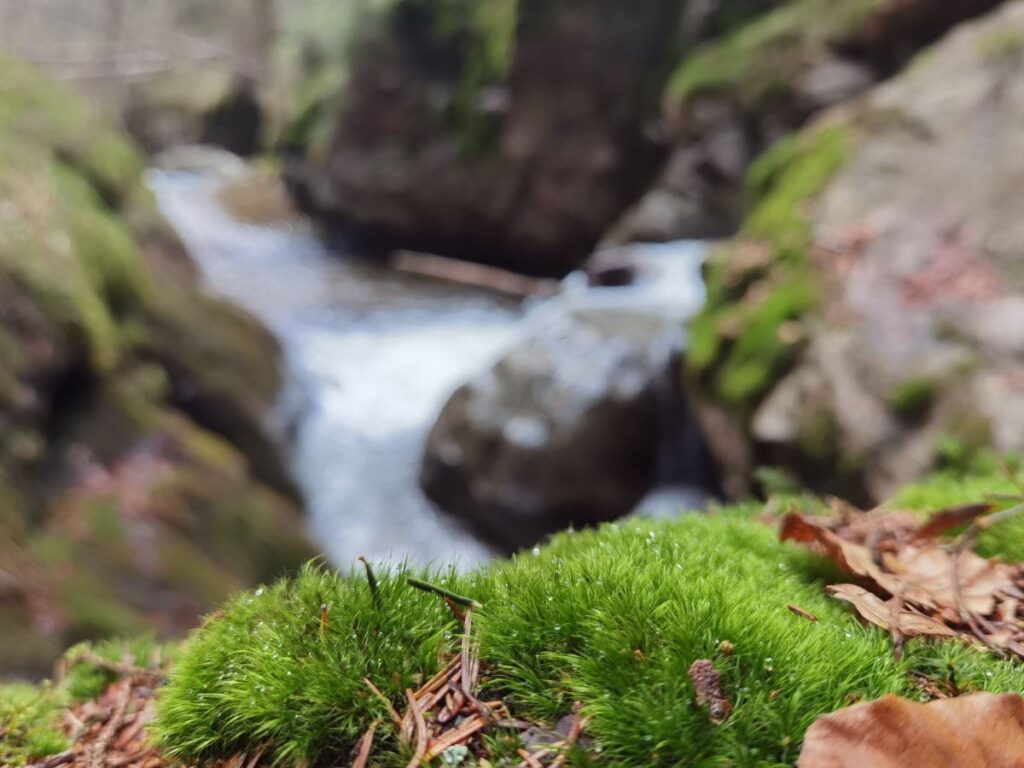 Daher kommt der Name Moosbach - viel Moos wächst hier im Wald