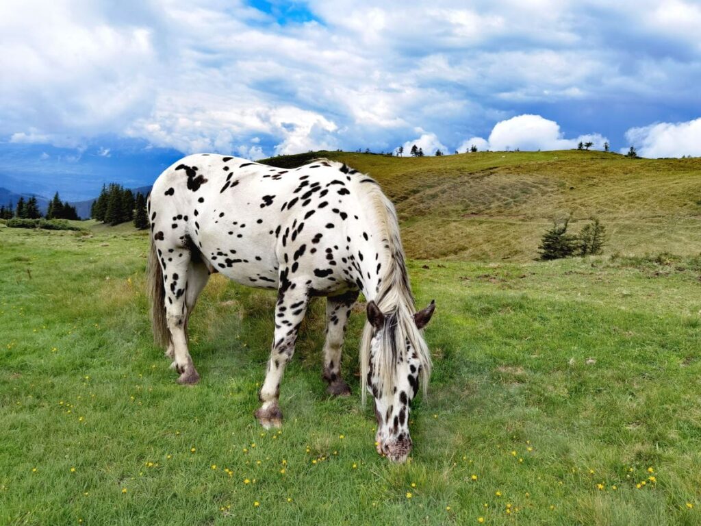 Unsere Hoher Freschen Wanderung führt den Pferden vorbei - Almidylle pur!