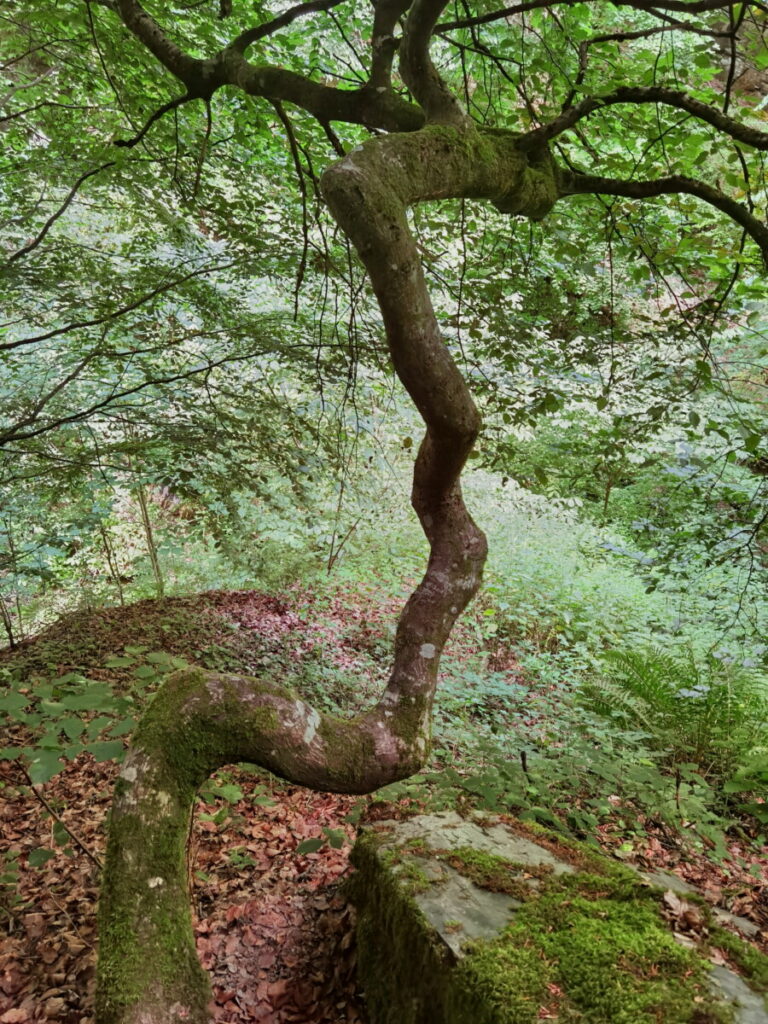 Hunsrück Baybachklamm mit Kindern