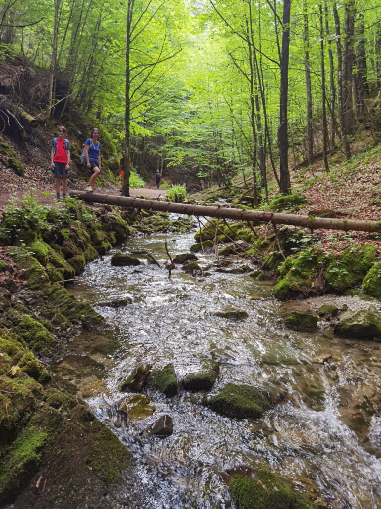 Leichte Wanderung durch den Wald entlang der Josefsthaler Wasserfälle