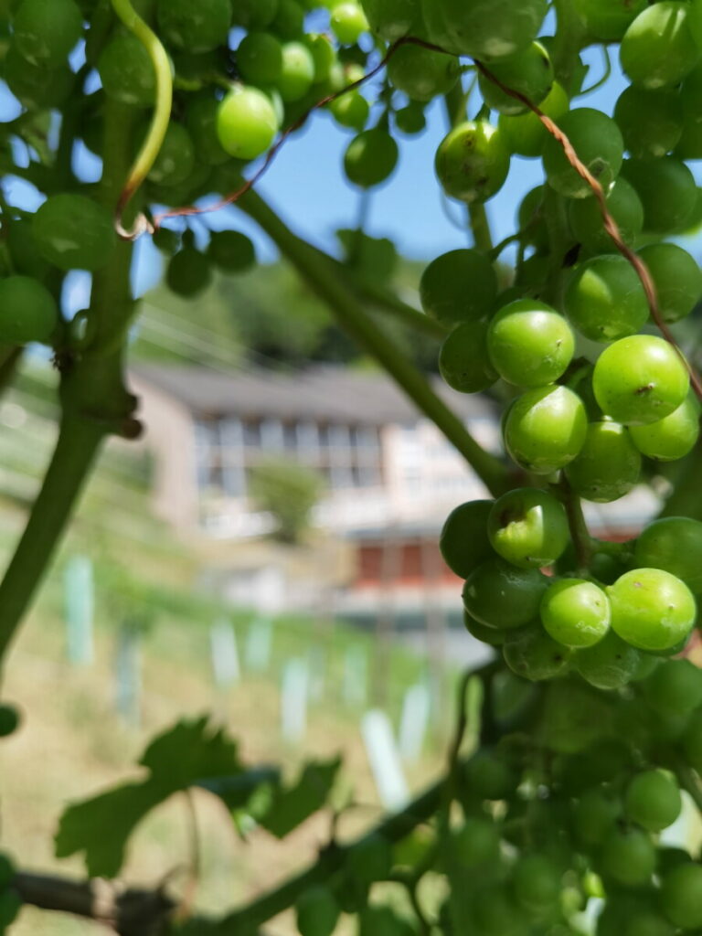 Jufa Hotel Königswinter direkt am Weinberg