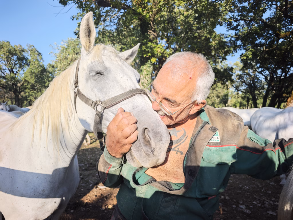 Das Gestüt Lipica - die Heimat der Lipizzaner-Pferde