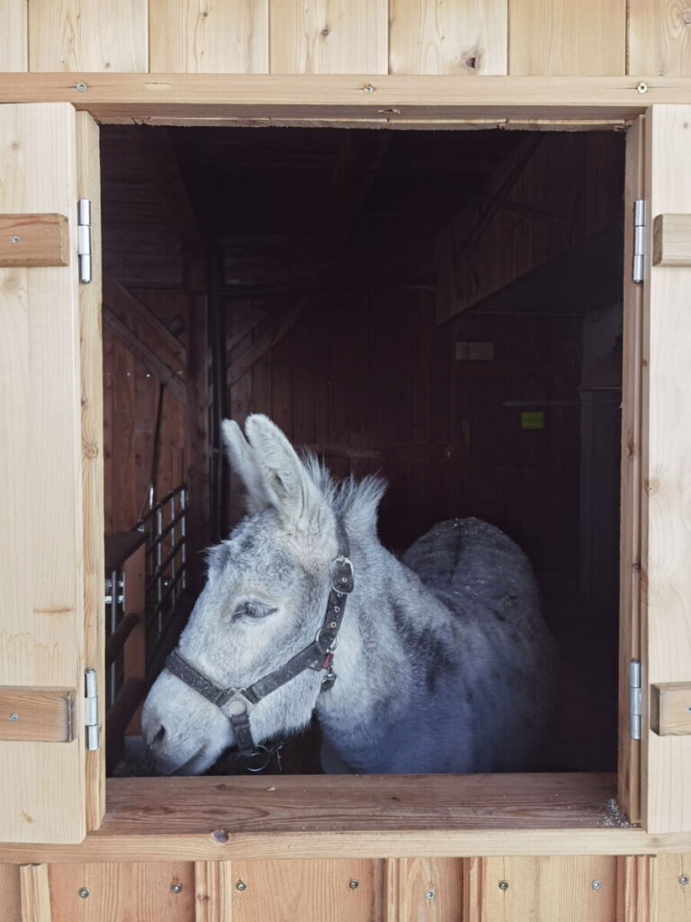 Kinderbauernhof in Osttirol - Besuch bei den Tieren im Stall