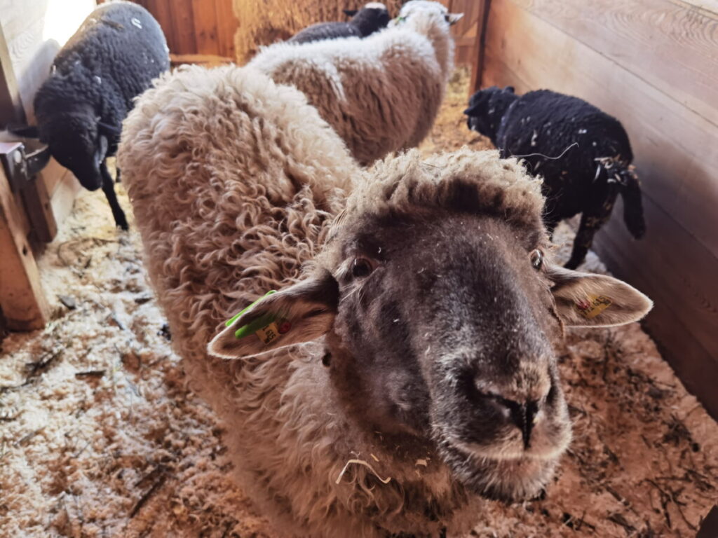 Auf die Schafe ist Bauer Josef besonders stolz - als wir den Kinderbauernhof haben, konnten wir sie streicheln