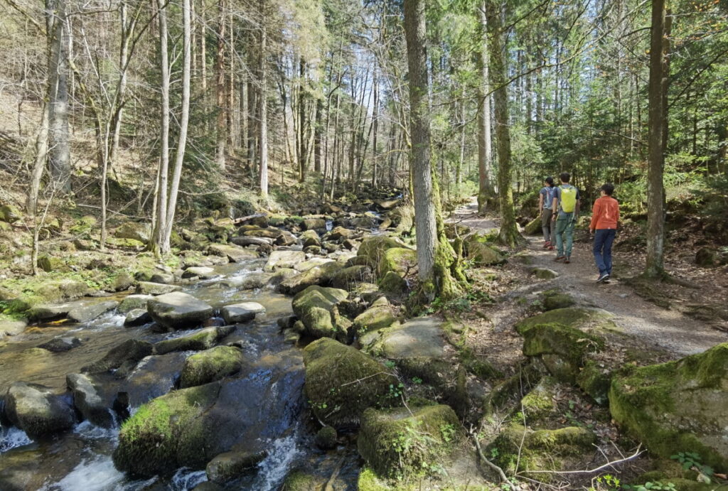 Klamm Bayern mit wildromantischem Weg durch den Wald: Die Saußbachklamm