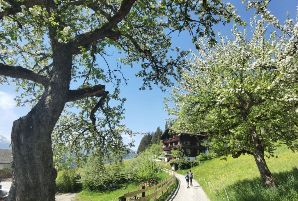 Ab Oberau in der Wildschönau wandern - in Richtung Kragenjoch