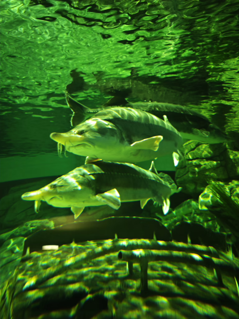 Litauisches Meeresmuseum mit ganz vielen Aquarien