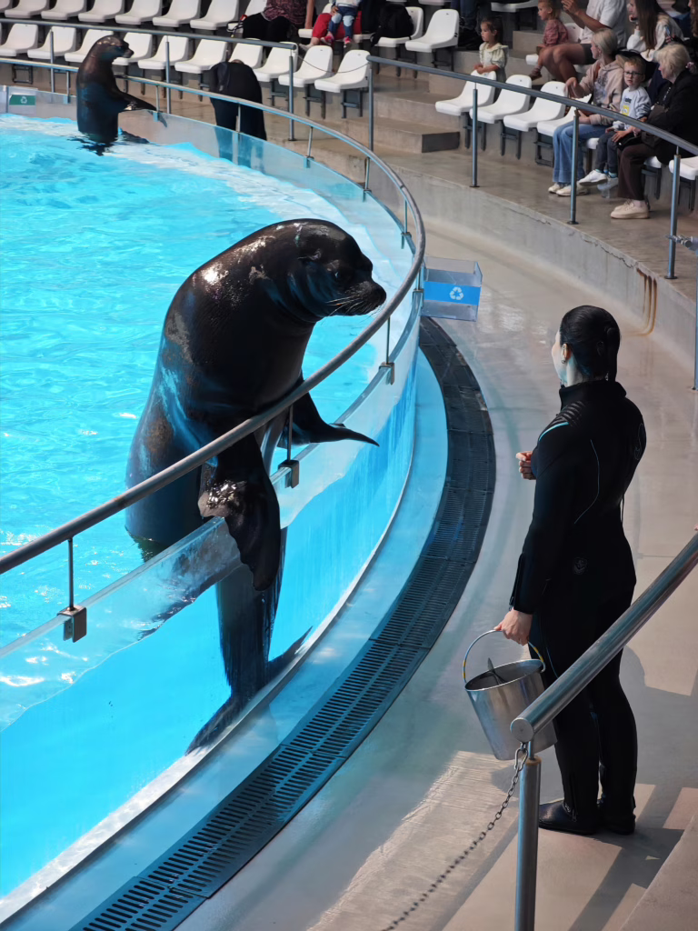 Die Delfinshows finden mehrmals täglich statt und sind eine Attraktion im Litauischen Meeresmuseum