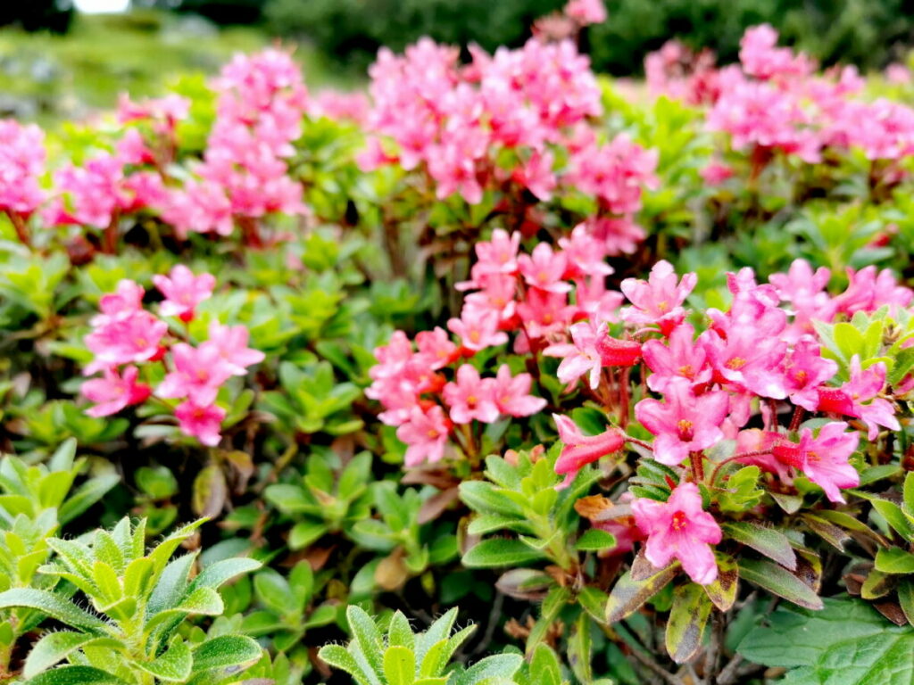 Am Loser wandern und die Almrosen im Juli bewundern