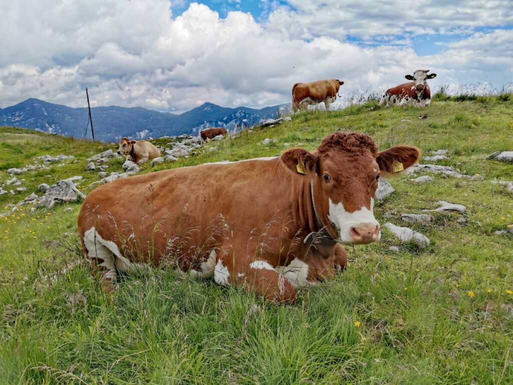 Im Sommer grasen die Kühe auf den Wiesen am Berg