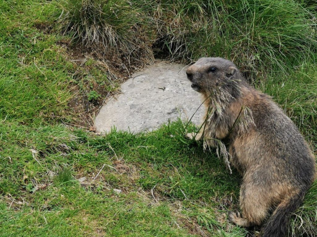 Zum Murmelland in Tirol wandern mit Kindern