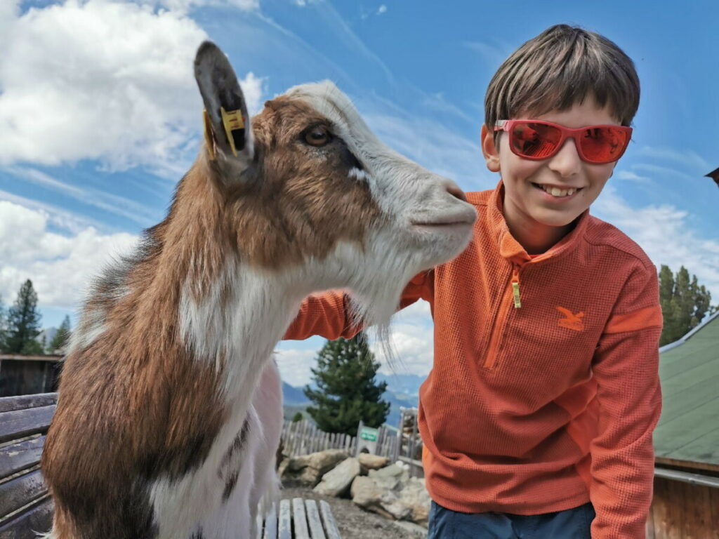 Die zutraulichen Ziegen im Murmelland Zillertal: Schöner Streichelzoo am Berg im Zillertal