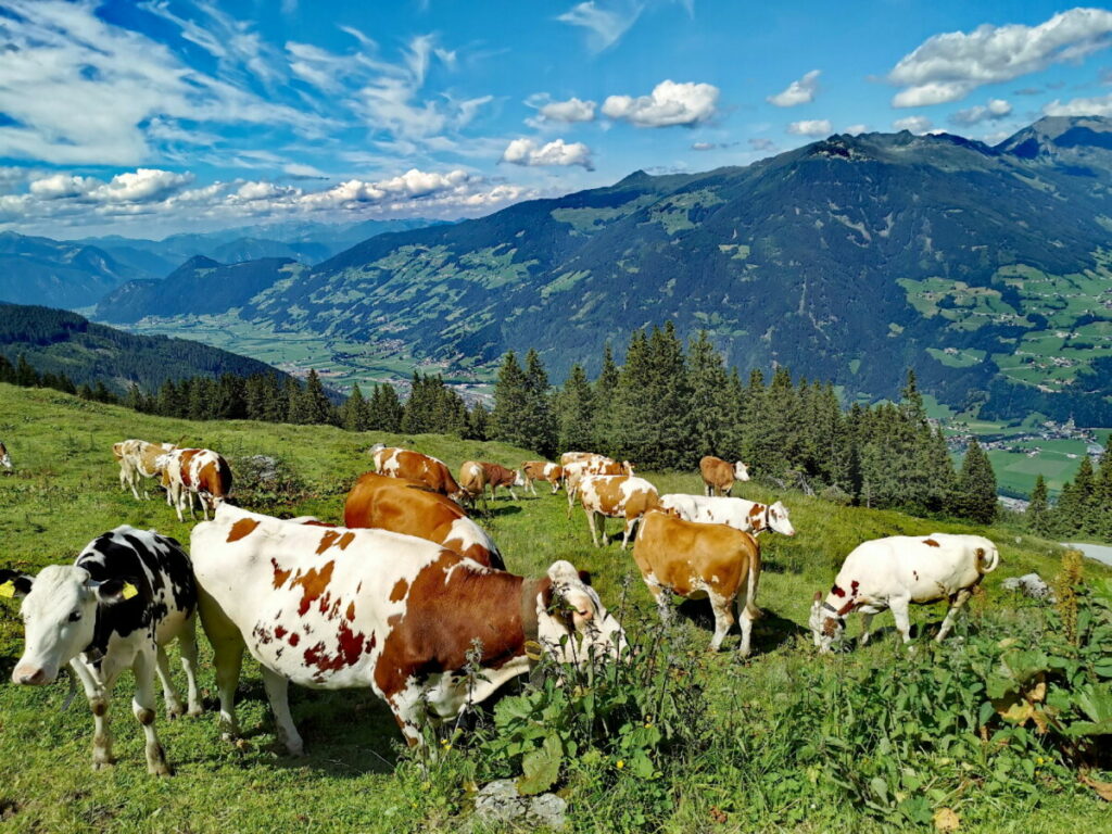 Auf dem Weg zum Murmelland - mit Blick auf das Zillertal