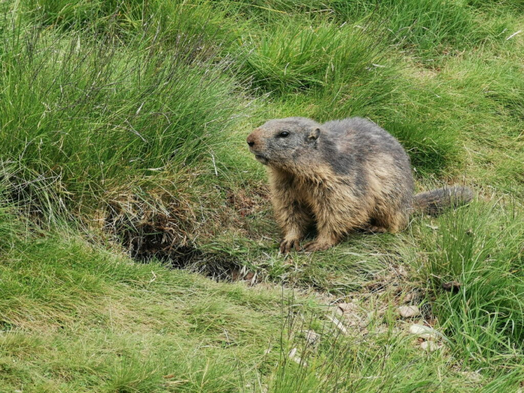 Echte Murmeltiere im Murmelland Zillertal beobachten!