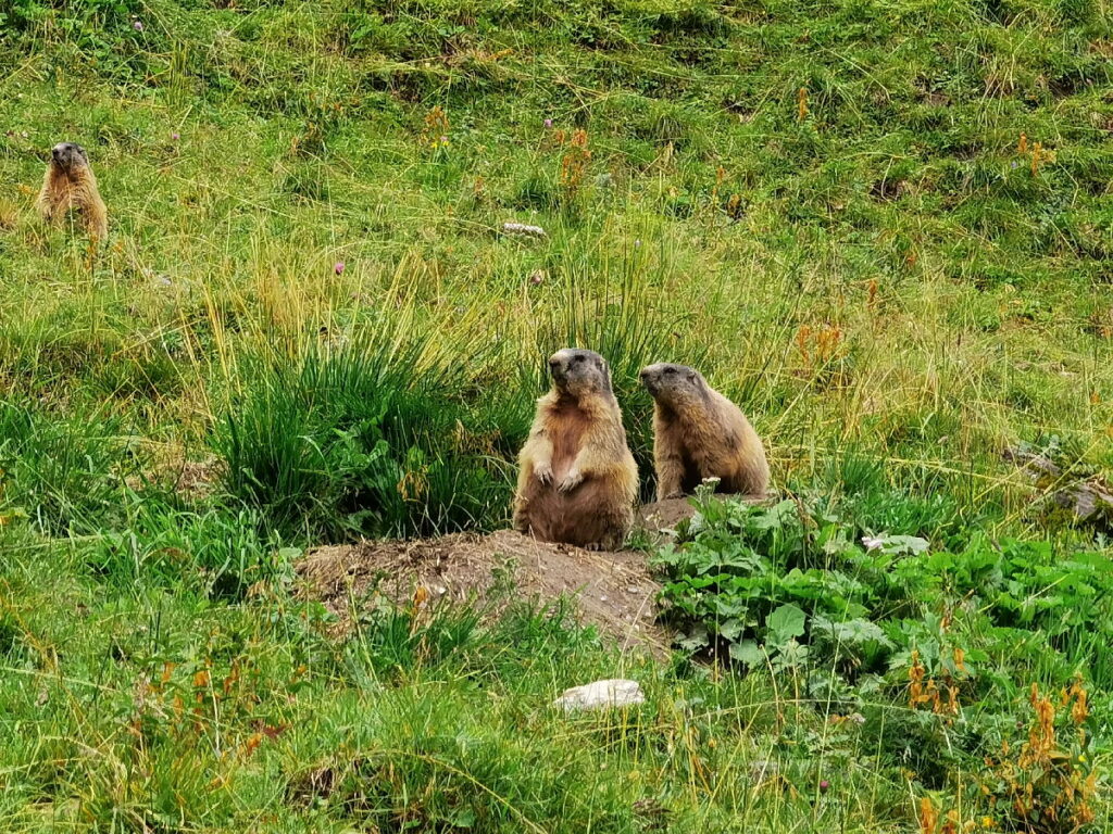 Familienurlaub Tux - echte Murmeltiere neben dem Wasserfall Wanderweg