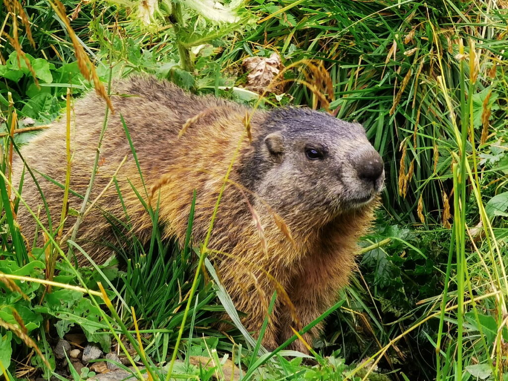 Willkommen im Reich der Murmeltiere!